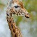 Giraffe 140409